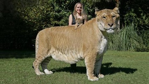 世界最大狮虎兽亮相 体重达800斤