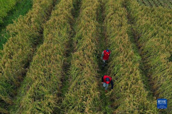 10月16日，黨員志願者在三都鎮新和村袁隆平生態水稻種植基地收割“巨型稻”（無人機照片）。