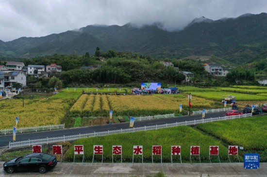 10月16日拍攝的三都鎮新和村袁隆平生態水稻種植基地（無人機照片）。