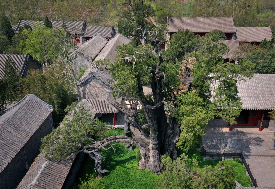 这是登封“天地之中”历史建筑群中嵩阳书院内的“将军柏”(4月7日摄,无人机照片)。
